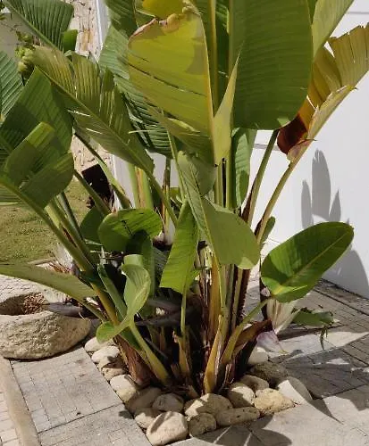 Sueste - Ideal As Suas Ferias 홈스테이