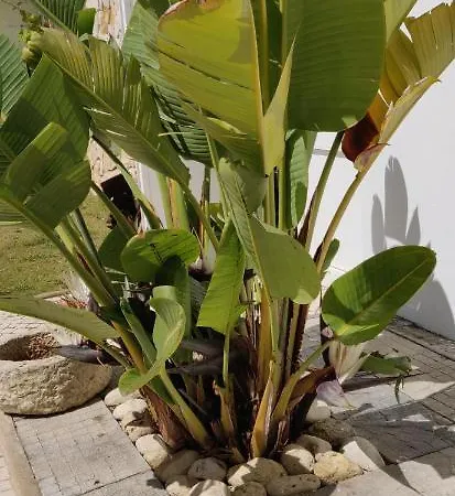 Sueste - Ideal As Suas Ferias Accommodatie bij particulieren